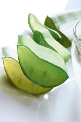 Die Eigenschaften der Aloe vera sind so vielfältig, dass ihre Einsatzmöglichkeiten noch lange nicht vollständig ausgeschöpft sind. Aloe vera