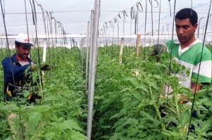 Die andalusischen Obst- und Gemüsebauern bekämpfen Schädlinge ohne Pestizide. Gemüsezüchtung